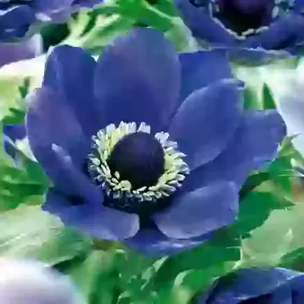 Anemone